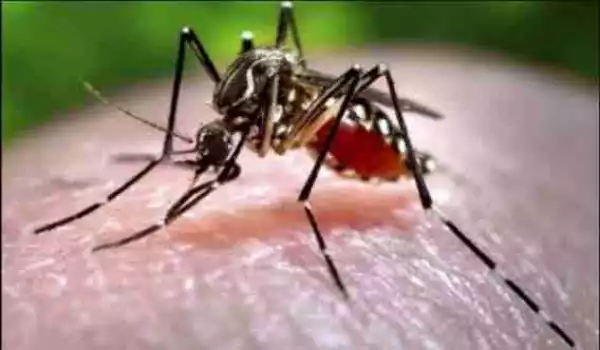 Italy Scared As Girl Dies Of Malaria
